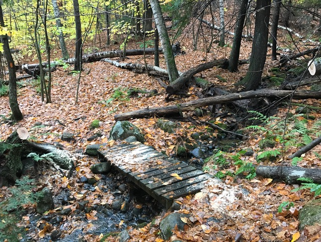 Wooden foot bridge going over a little creek in the forest.  Rocks, branches, green fern plants, and lots of brown leaves covering the forest floor.